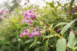 Attractive but invasive – Impatiens Glandulifera, the Himilayan Balsam